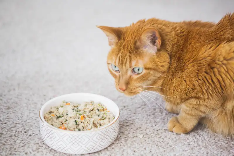 Tips Memilih Makanan Sehat untuk Kucing Hamil
